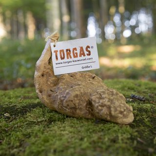 TORGAS Kauwurzel