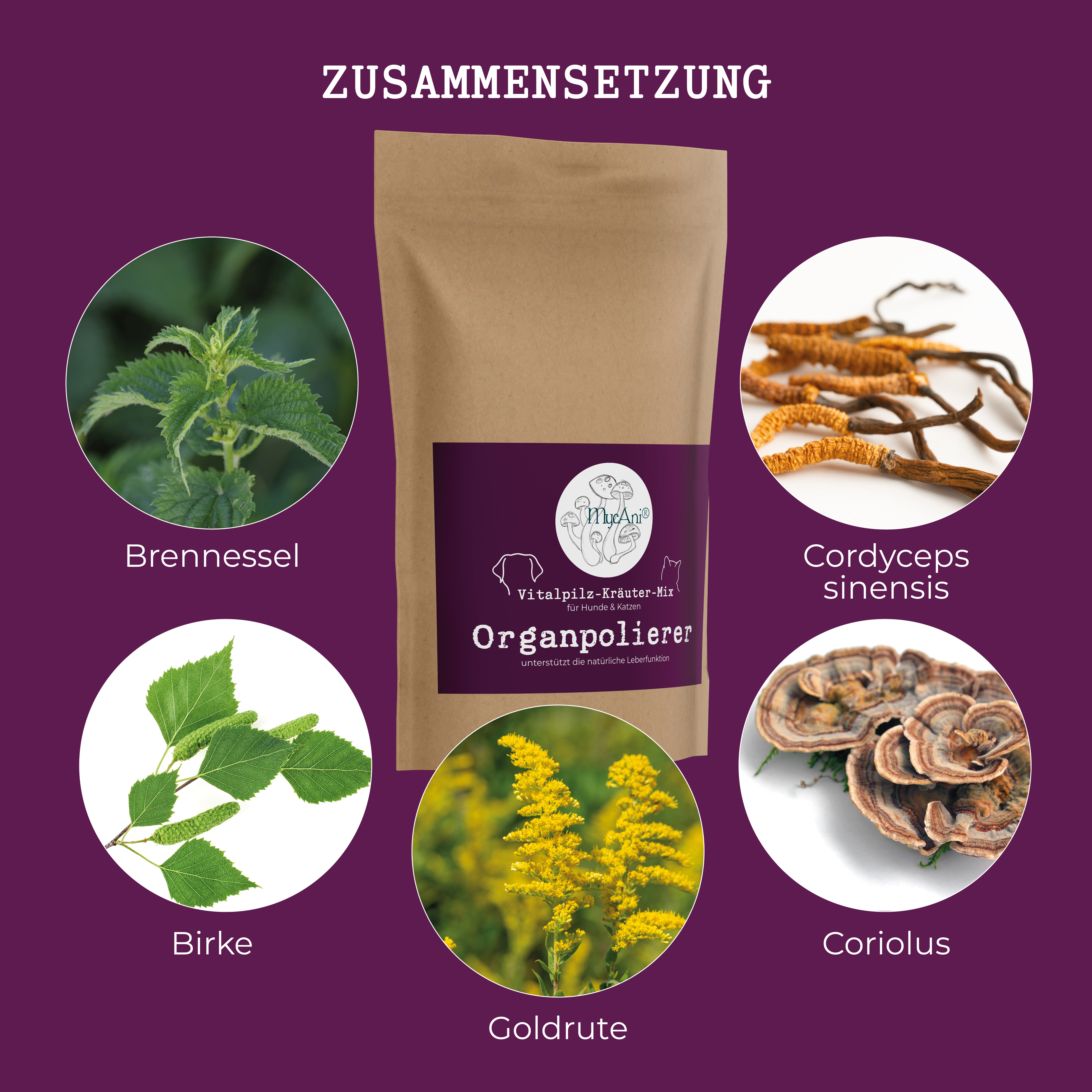 Vitalpilzmischung "Organpolierer"